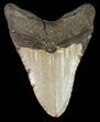 Bargain Megalodon Tooth - North Carolina #48900-2